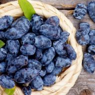 Саженец Жимолость Индиго Джем в контейнере